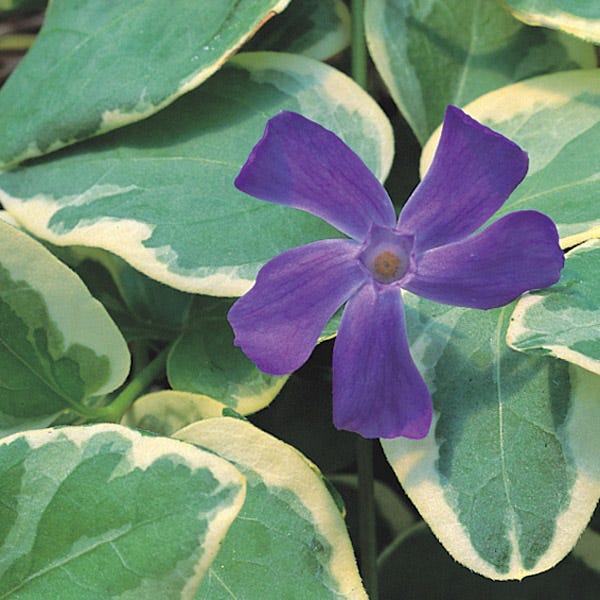  Big Leaf Vinca