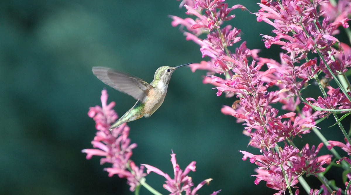 Limited Time Savings on Agastache Hummingbird Mint