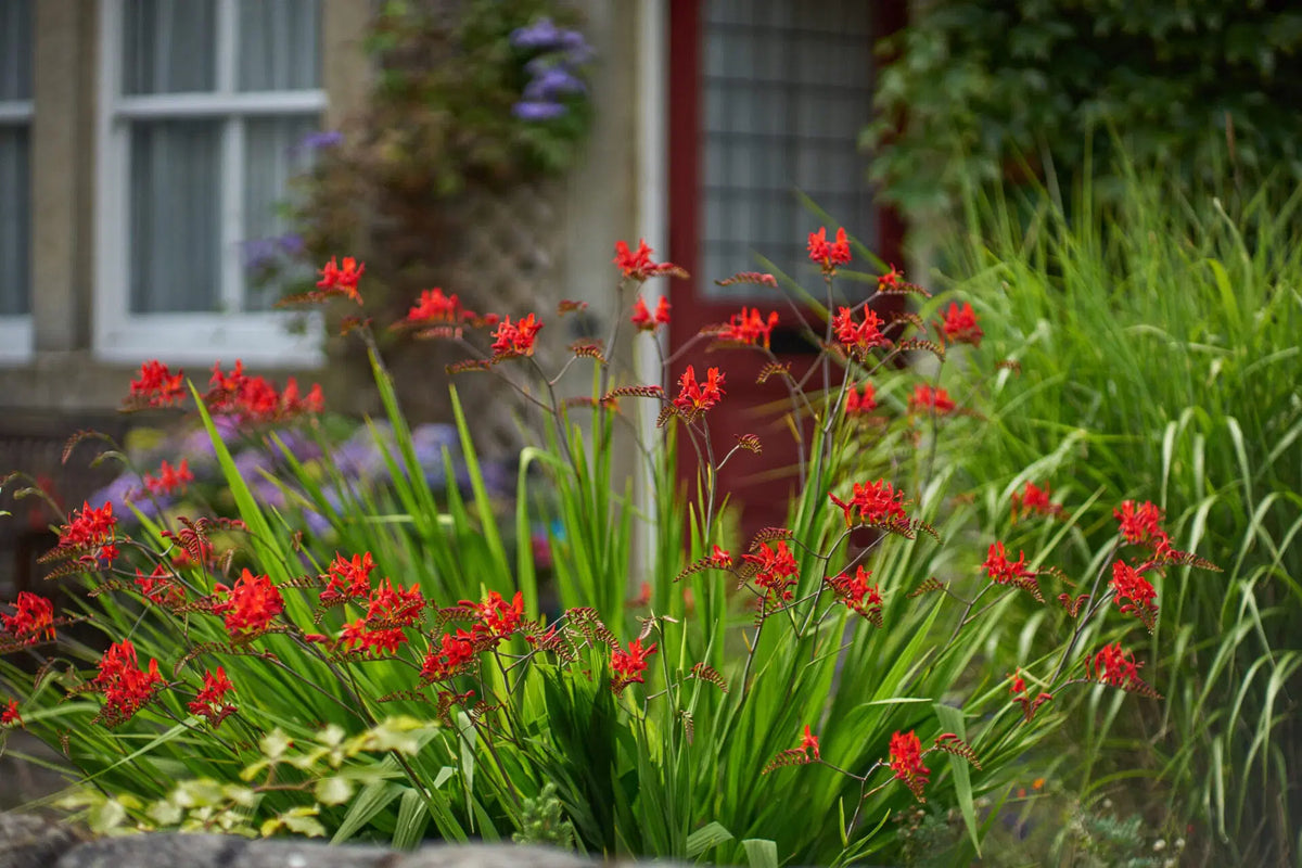 Deer Resistant Plants
