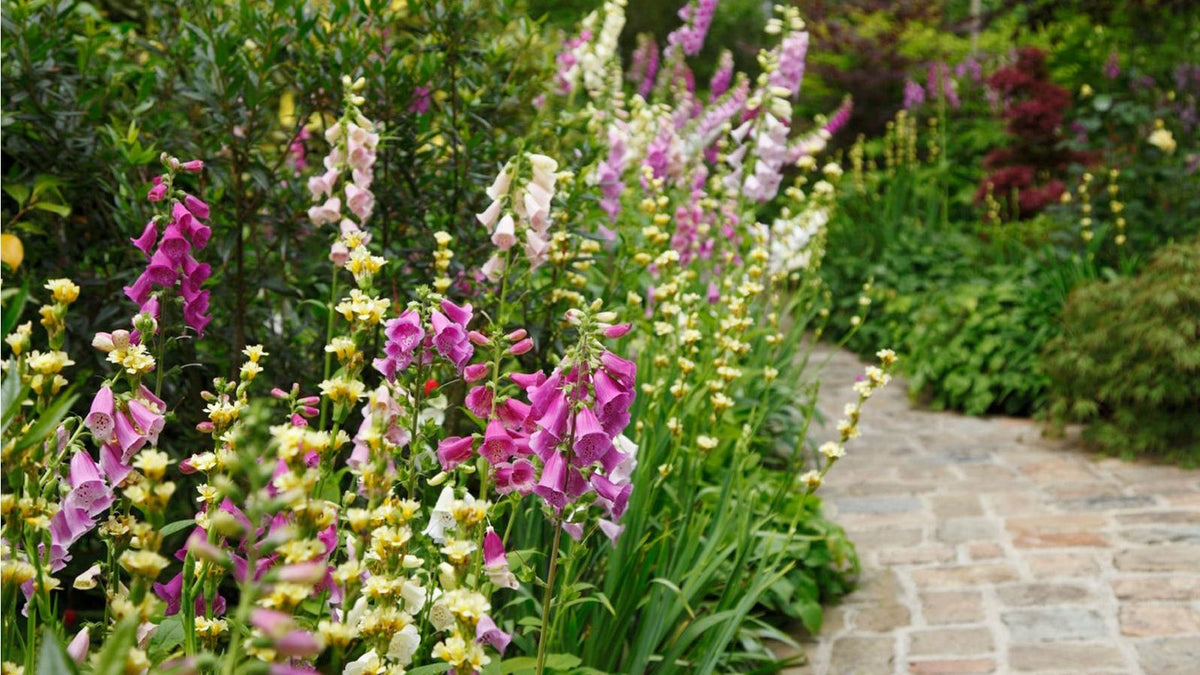 Plant Finder