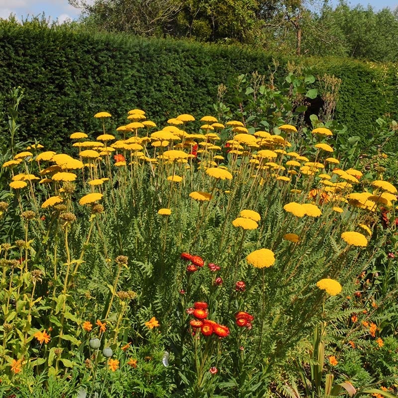  Coronation Gold Yarrow