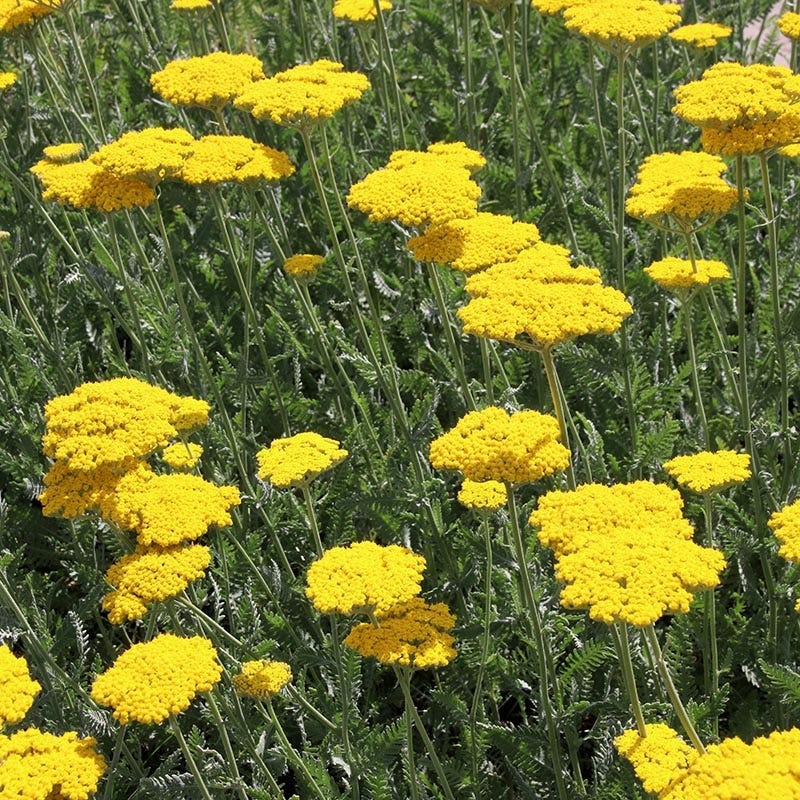  Coronation Gold Yarrow