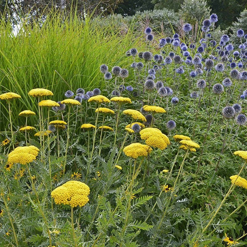  Coronation Gold Yarrow