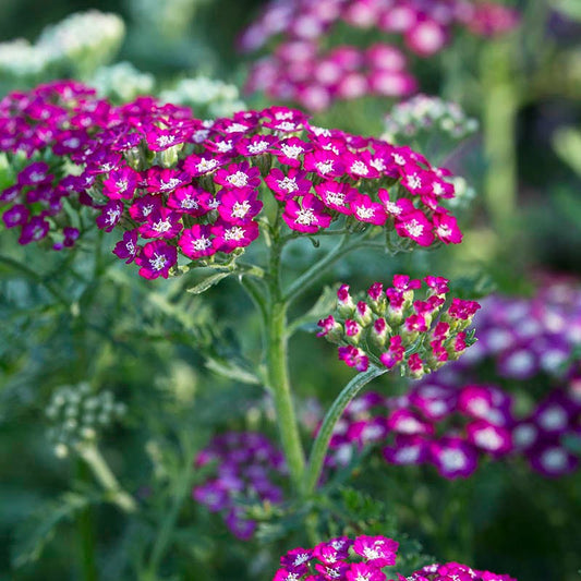  New Vintage™ Violet Yarrow