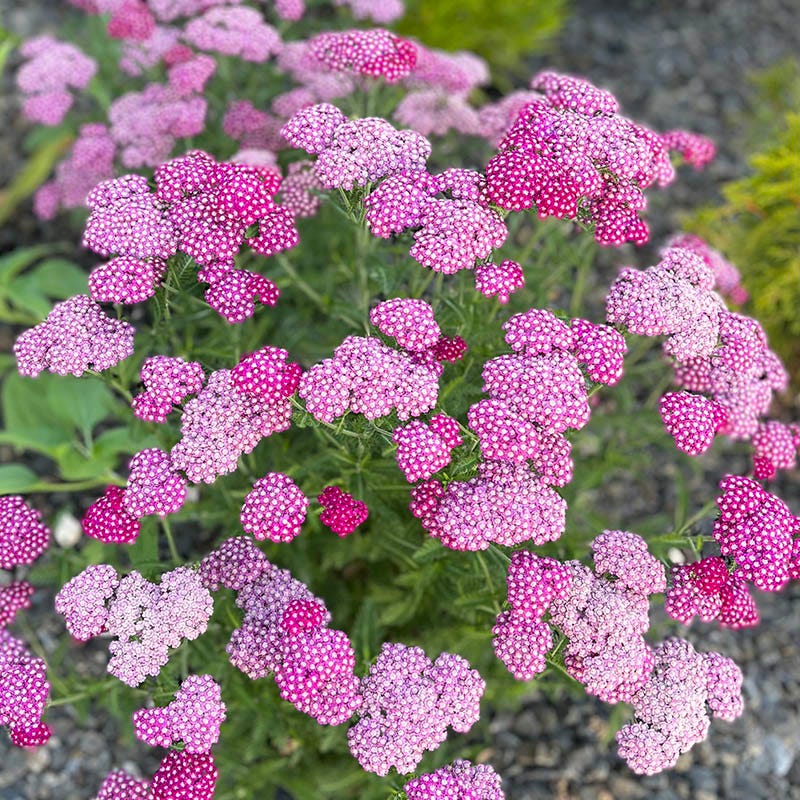  New Vintage™ Violet Yarrow