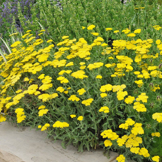  Moonshine Yarrow