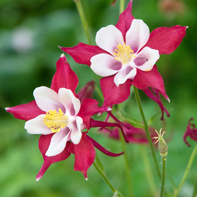  Red Hobbit Columbine