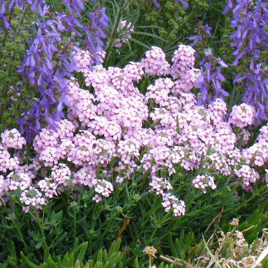  Fragrant Persian Stonecress (Aethionema)