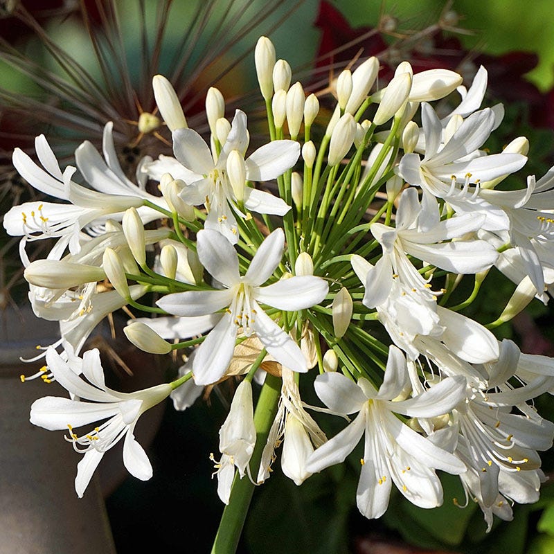  White Lily Of The Nile (Agapanthus)