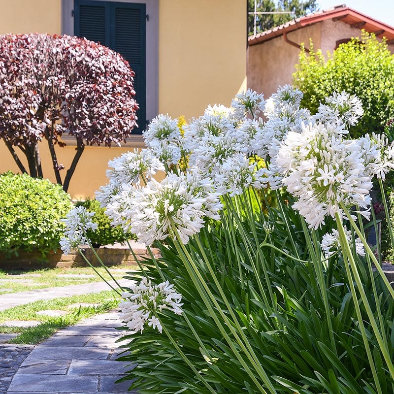  White Lily Of The Nile (Agapanthus)