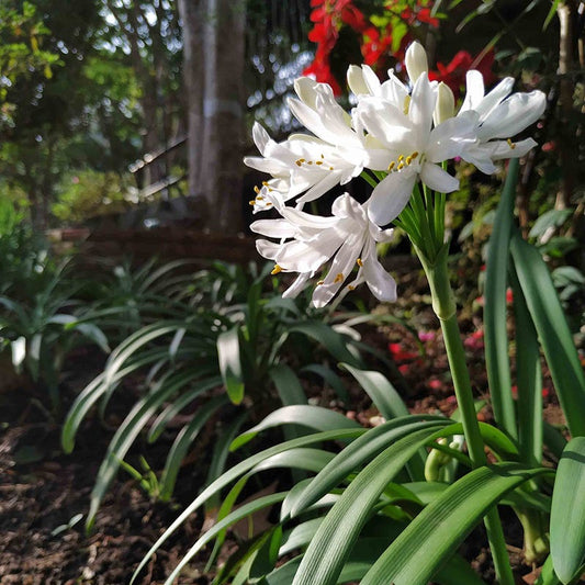  White Lily Of The Nile (Agapanthus)