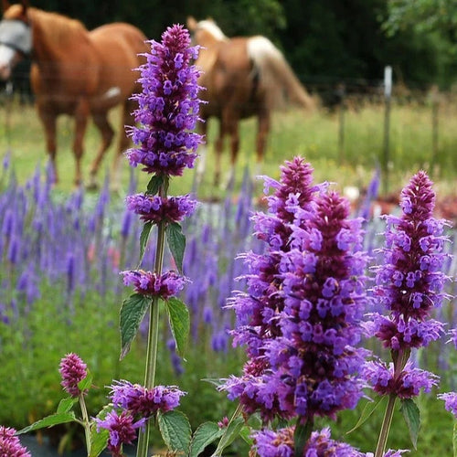  Agastache Collection
