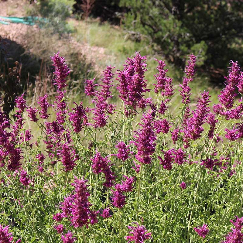  Agastache Cana
