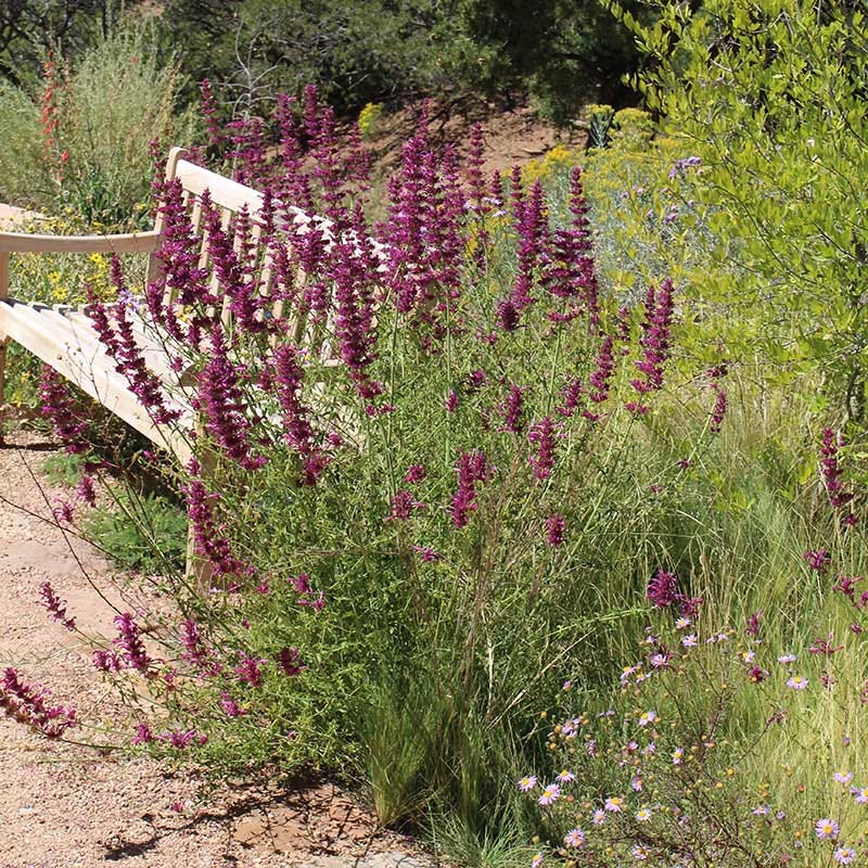  Agastache Cana