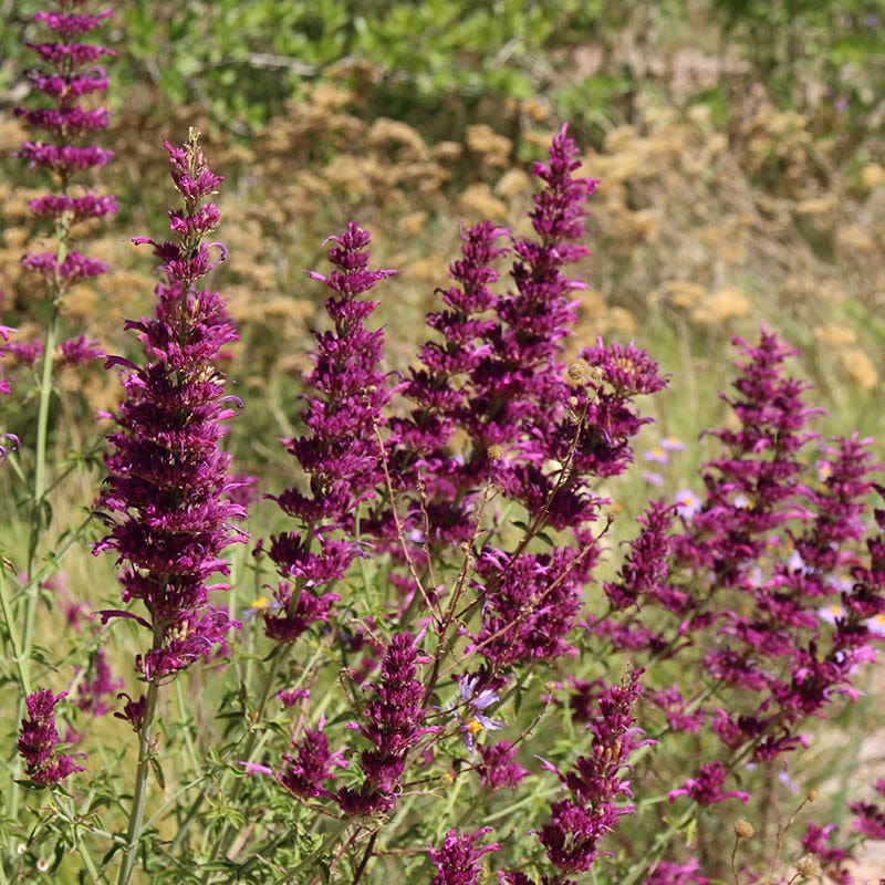  Agastache Cana