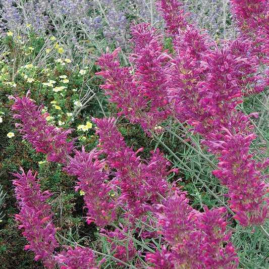  Desert Solstice Agastache