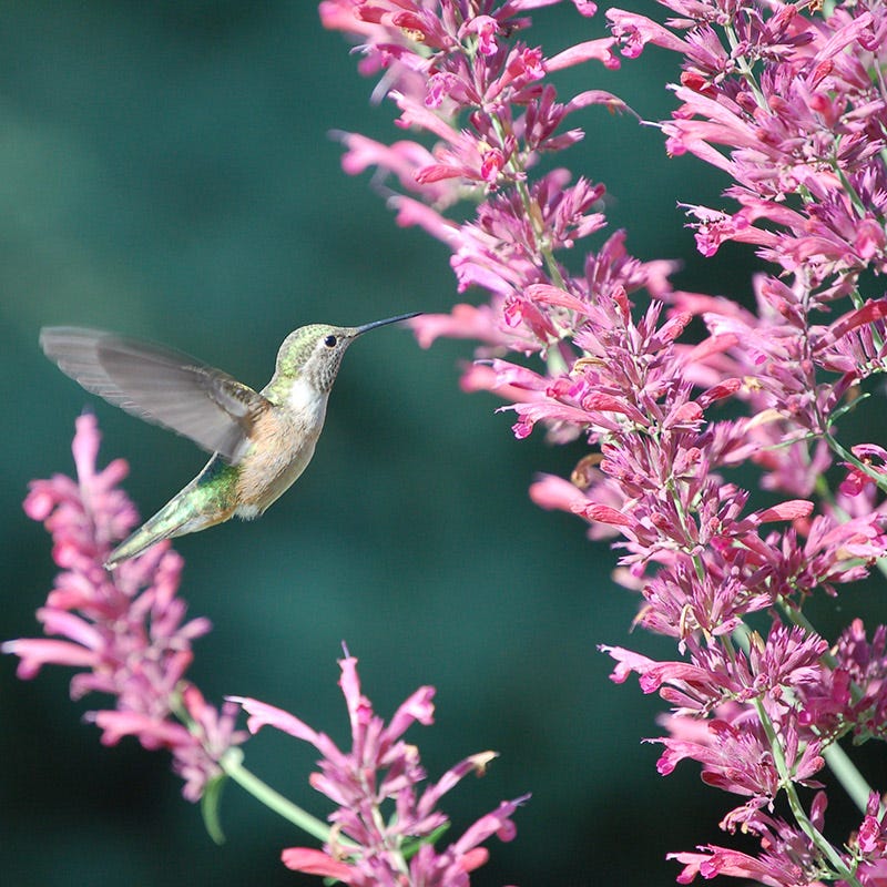  Agastache Collection