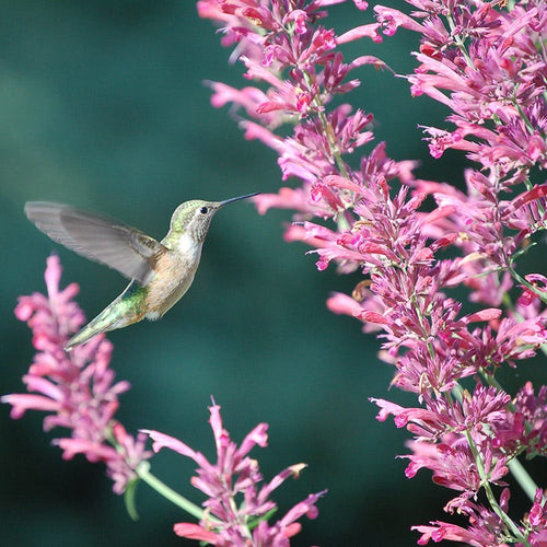 Agastache Collection