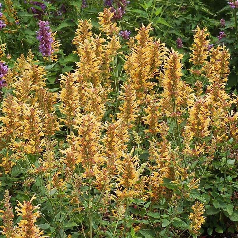  Agastache Collection