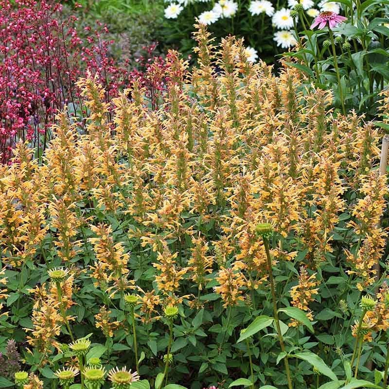  Kudos™ Gold Agastache