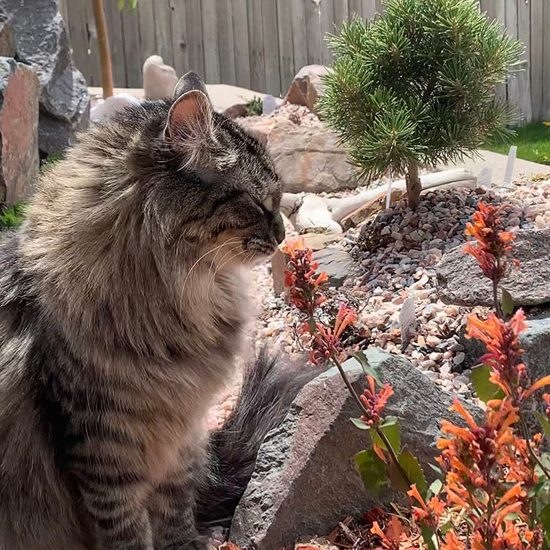  Kudos™ Mandarin Agastache