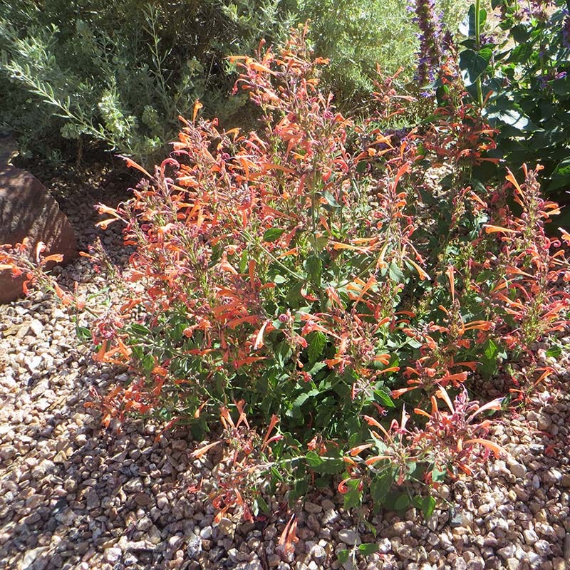  Kudos™ Mandarin Agastache