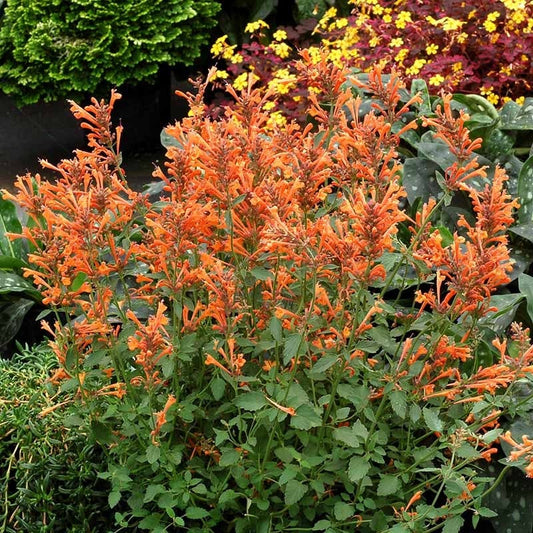  Kudos™ Mandarin Agastache