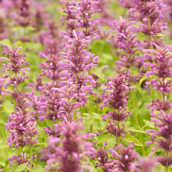  Agastache Neomexicana