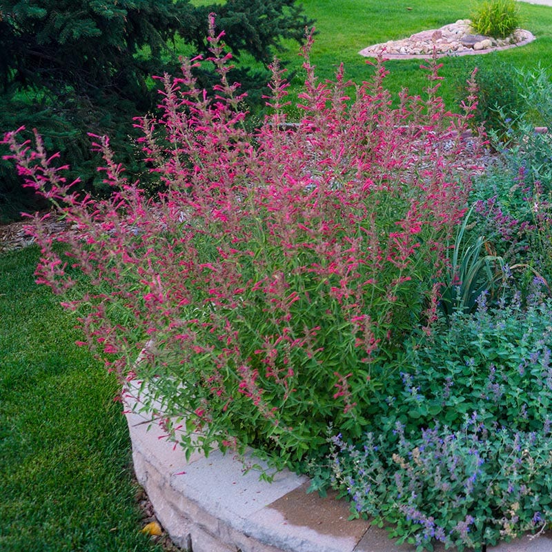  Red Happiness Agastache