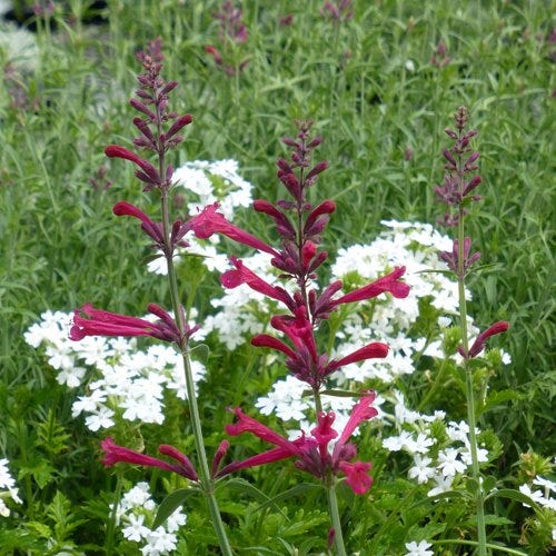  Red Happiness Agastache