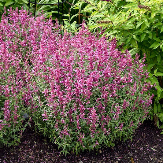  Rosie Posie Agastache