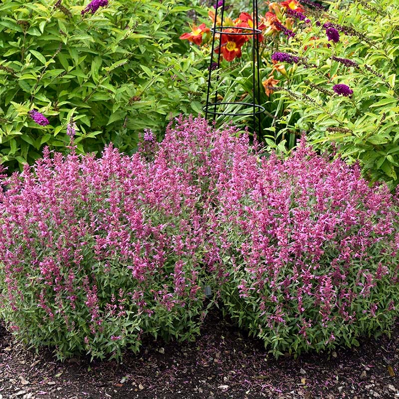  Rosie Posie Agastache