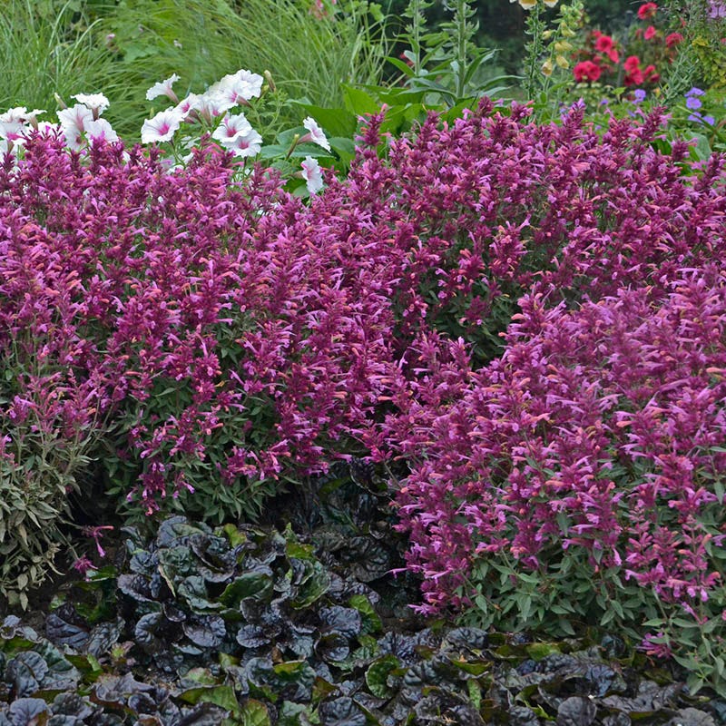  Rosie Posie Agastache