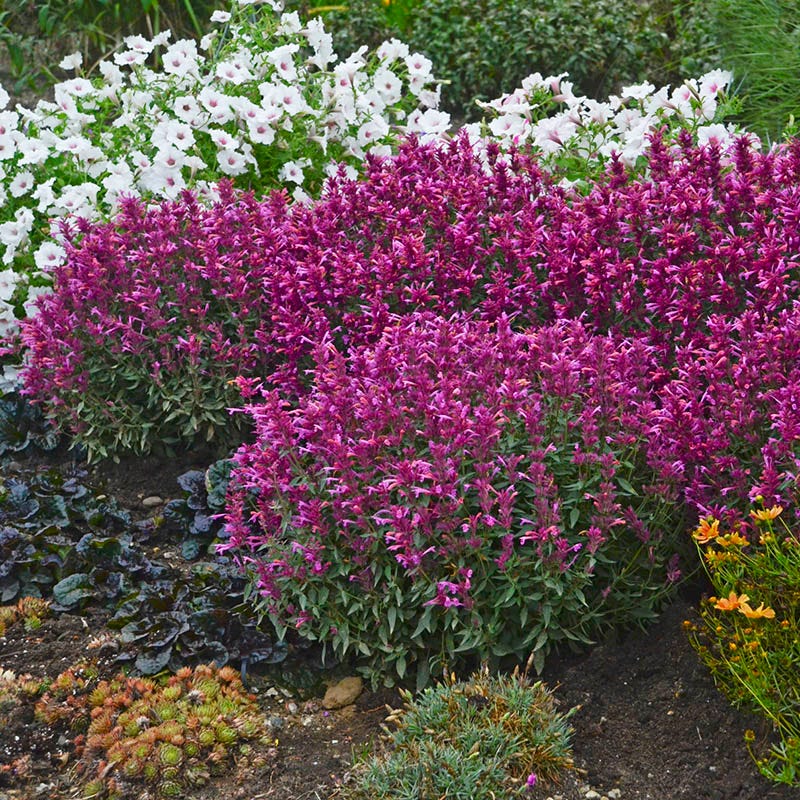  Rosie Posie Agastache