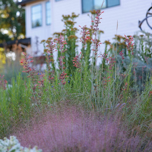  Plant Select® Waterwise Perennial Collection