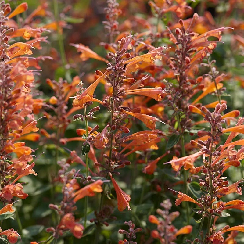  Tango Agastache