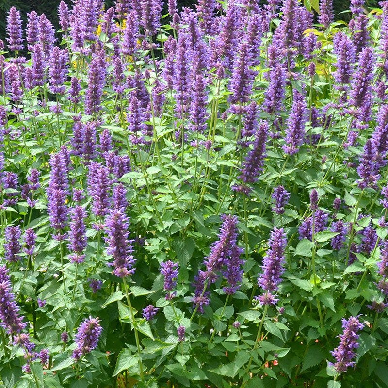  Blue Boa Agastache