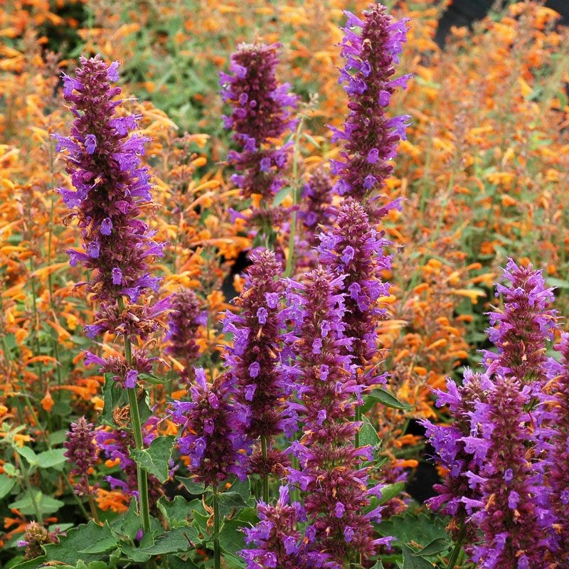  Blue Boa Agastache