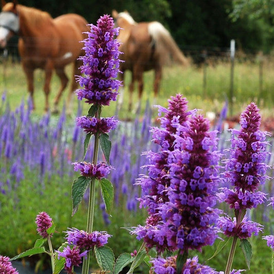  Blue Boa Agastache