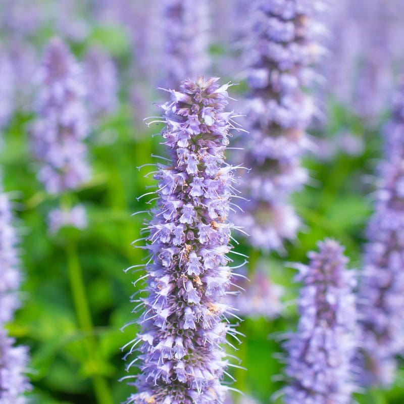  Blue Fortune Agastache