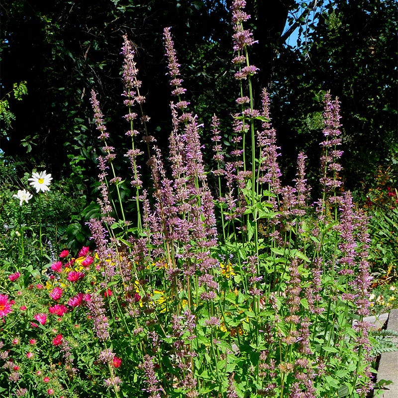  Agastache Neomexicana