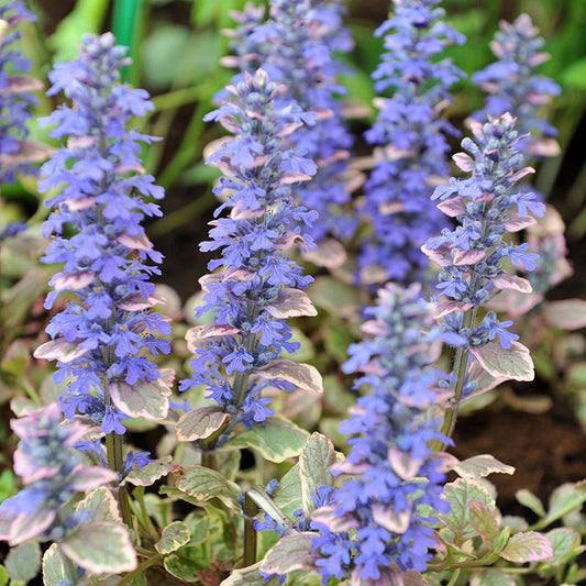  Silver Queen Ajuga