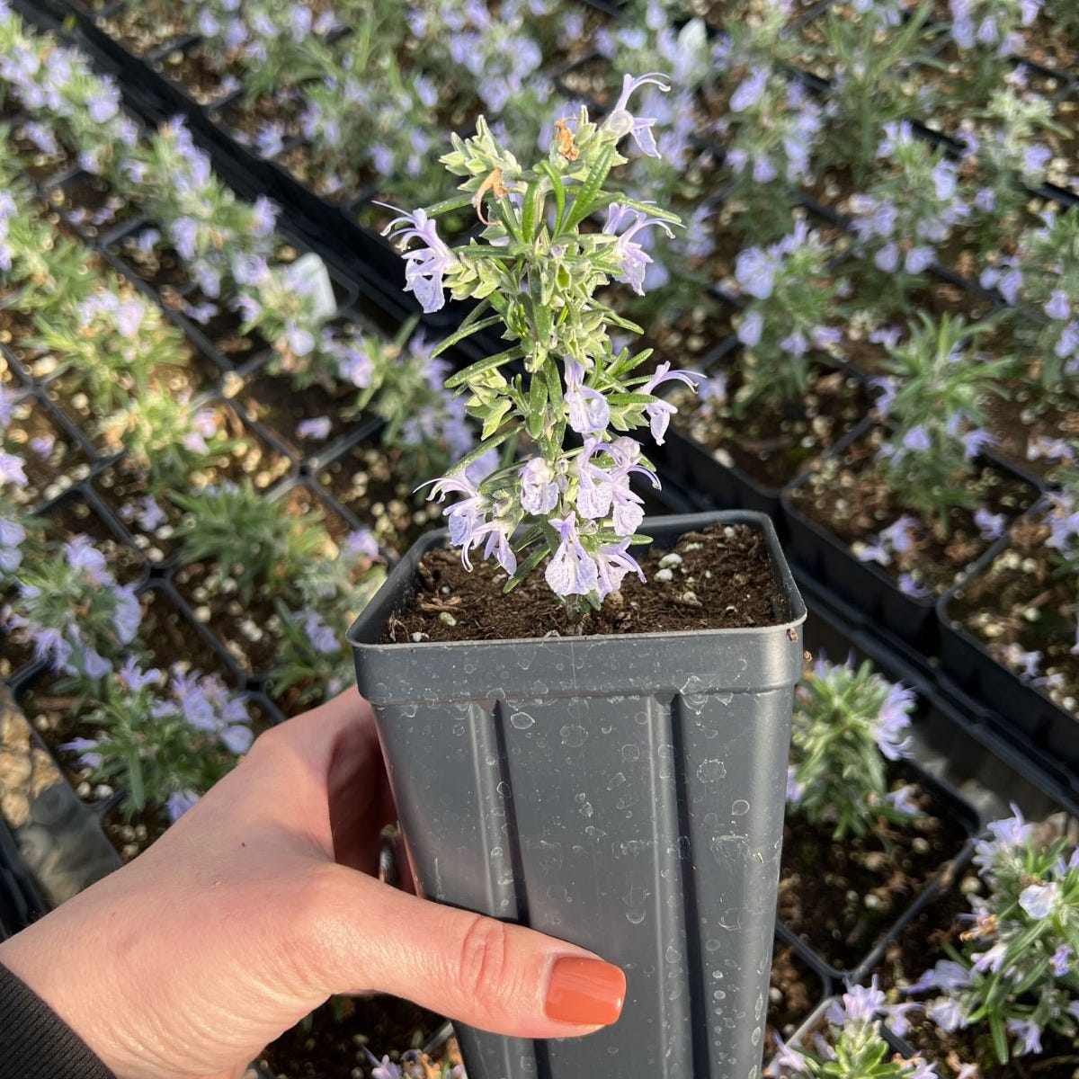  Alcalde Cold Hardy Rosemary