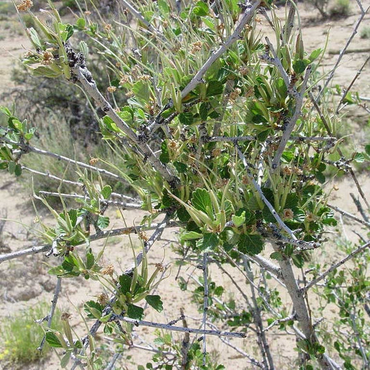  Alderleaf Mountain Mahogany (Cercocarpus)