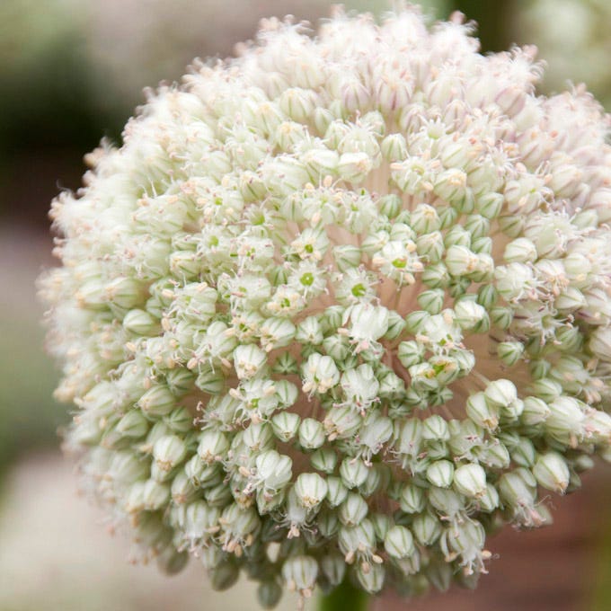  Ping Pong Allium