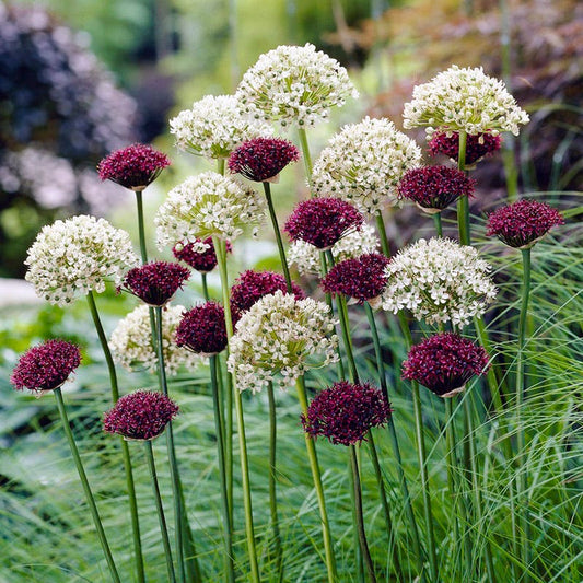  Allium Atropurpureum