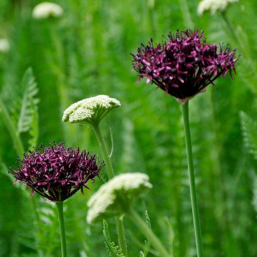  Allium Atropurpureum