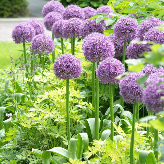  Globemaster Allium