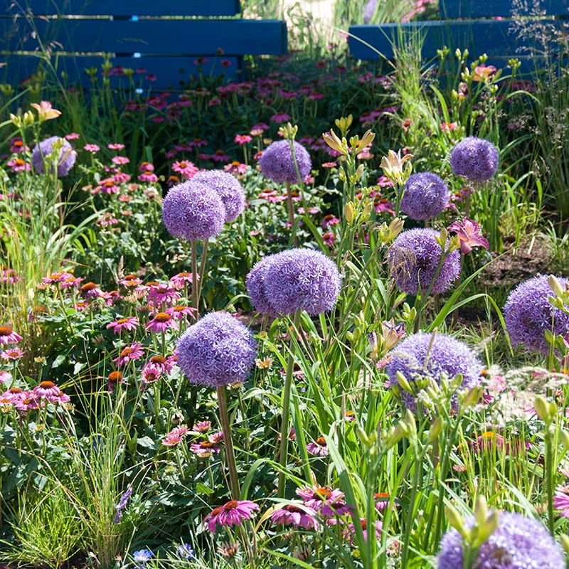  Globemaster Allium