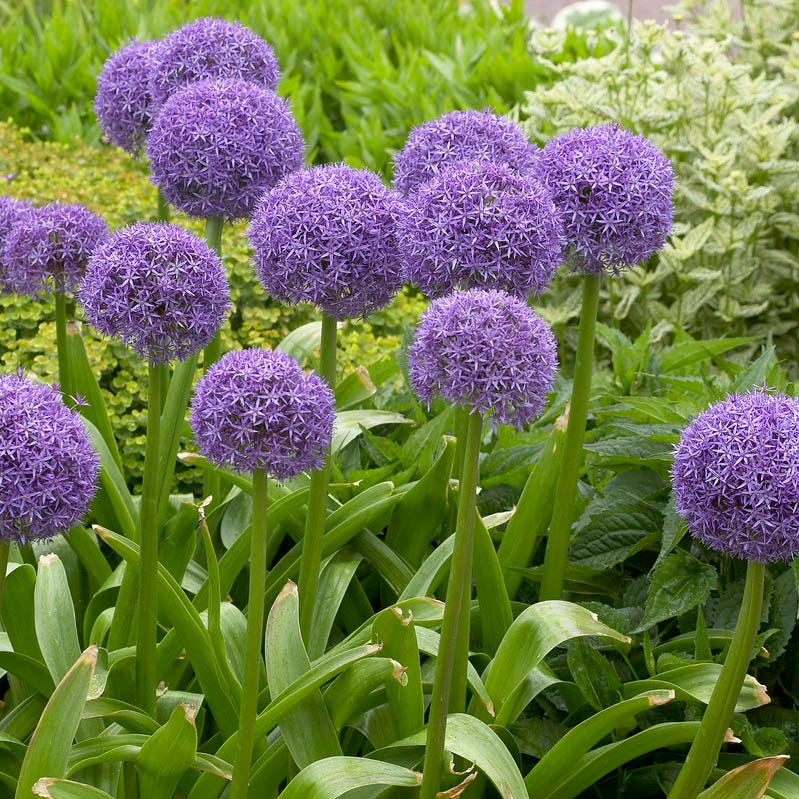  Globemaster Allium